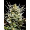 FRUITY JACK · Philosopher Seeds · kaufen cannabis samen · Fem