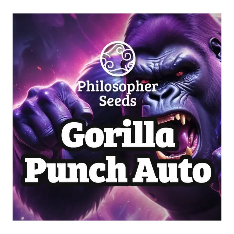 GORILLA PUNCH AUTO · Philosopher Seeds · kenevir tohum · Disi · AutoFem