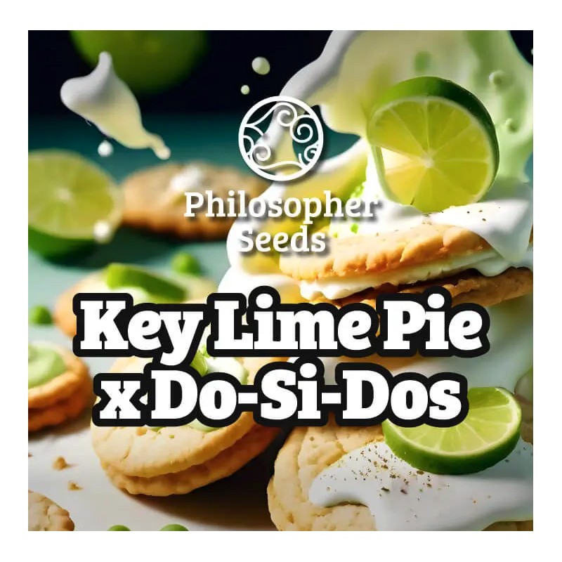 KEY LIME PIE X DOS-SI-DOS · Philosopher Seeds · cannabis seeds · Fem