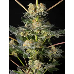 KEY LIME PIE X DOS-SI-DOS · Philosopher Seeds · semi di canapa · Fem