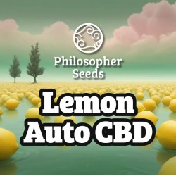 LEMON AUTO CBD ·...