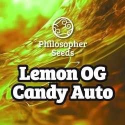 LEMON OG CANDY AUTO ·...