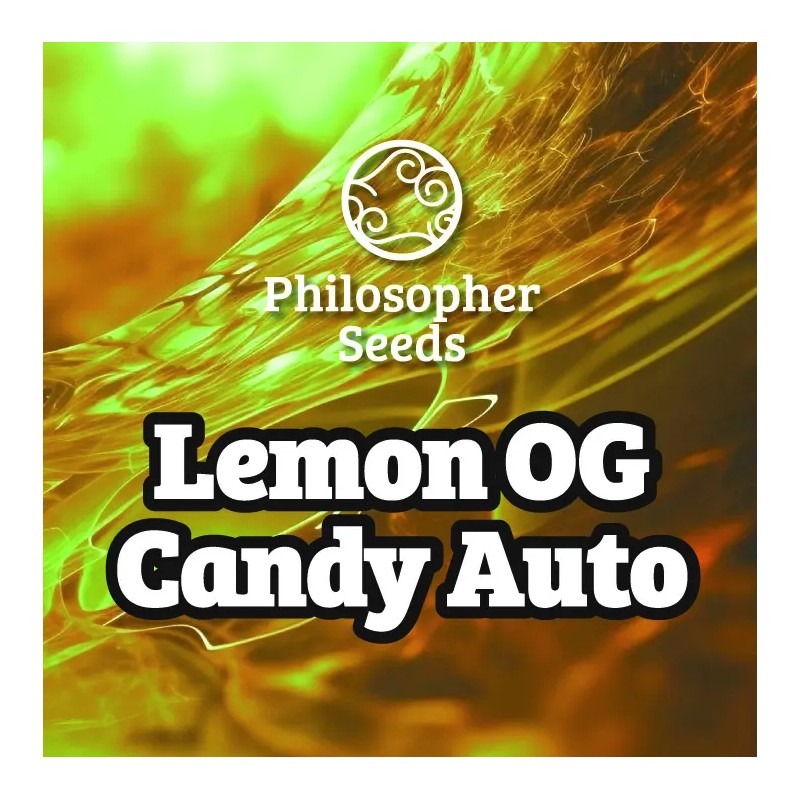 LEMON OG CANDY AUTO · Philosopher Seeds · cannabis seeds · AutoFem