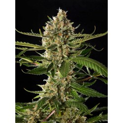LEMON OG CANDY · Philosopher Seeds · semi di canapa . Fem