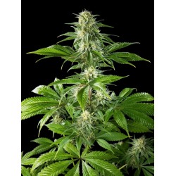 PURE CBD PUNCH · Philosopher Seeds · semi di canapa · Fem