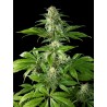 PURE CBD PUNCH · Philosopher Seeds · semi di canapa · Fem