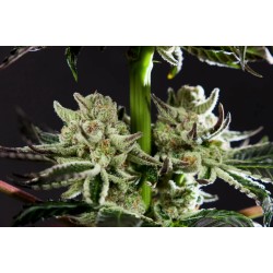 PURPLE PUNCH X DO-SI-DOS · Philosopher Seeds · kaufen cannabis samen · Fem