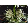 PURPLE PUNCH X DO-SI-DOS · Philosopher Seeds · kaufen cannabis samen · Fem