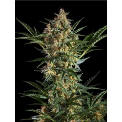 SLEEPY YODA AUTO · Philosopher Seeds · kaufen cannabis samen · Auto Fem