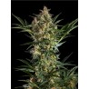 SLEEPY YODA AUTO · Philosopher Seeds · kaufen cannabis samen · Auto Fem