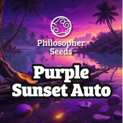 PURPLE SUNSET AUTO ·...