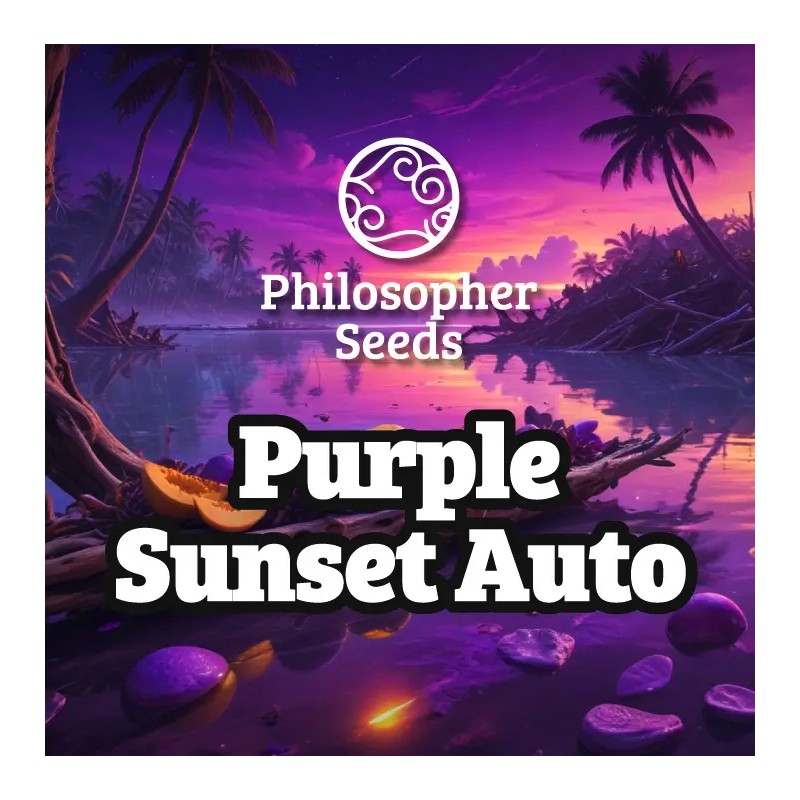 PURPLE SUNSET AUTO · Philosopher Seeds · kaufen cannabis samen · AutoFem