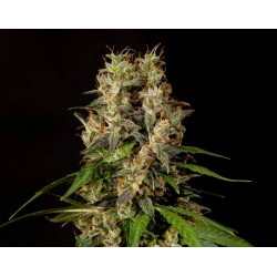 SWEETLOVE · Philosopher Seeds · sementes de maconha · Fem
