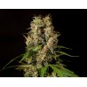 SWEETLOVE · Philosopher Seeds · sementes de maconha · Fem