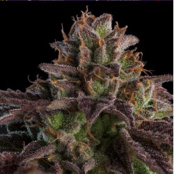 AUTO K-MINTZ · Ripper Seeds...