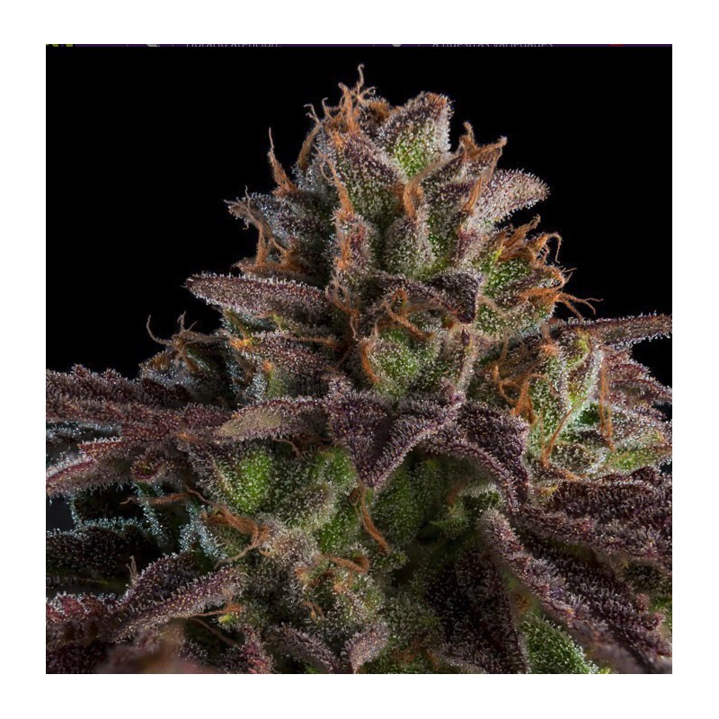 AUTO K-MINTZ · Ripper Seeds · graines de cannabis · AutoFem