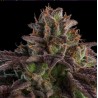 AUTO K-MINTZ · Ripper Seeds · graines de cannabis · AutoFem