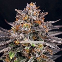 CANDYGAZ · Ripper Seeds ·...