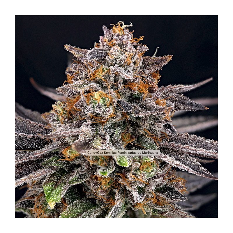 CANDYGAZ · Ripper Seeds · graines de cannabis · Fem