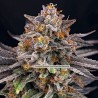 CANDYGAZ · Ripper Seeds · graines de cannabis · Fem