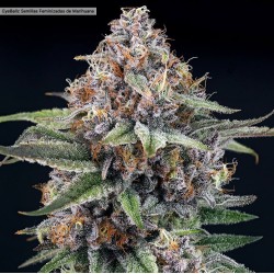 EYEBALLZ · Ripper Seeds ·...