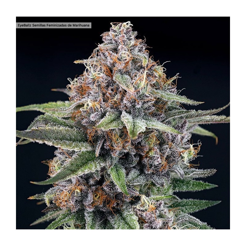 EYEBALLZ · Ripper Seeds · sementes de maconha · Fem