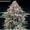EYEBALLZ · Ripper Seeds · kaufen cannabis samen · Fem