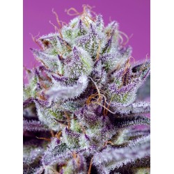 DIABLO'S DELIGHT XL AUTO ·...