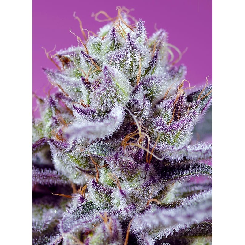DIABLO'S DELIGHT XL AUTO · Sweet Seeds · graines de cannabis · AutoFem