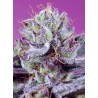 DIABLO'S DELIGHT XL AUTO · Sweet Seeds · sementes de maconha · AutoFem