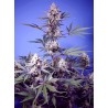 MENTAL RAINBOW F1 FAST VERSION · Sweet Seeds · sementes de maconha · Fem