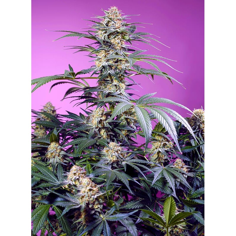 MONSTER MAKER · Sweet Seeds · semillas de marihuana · Fem
