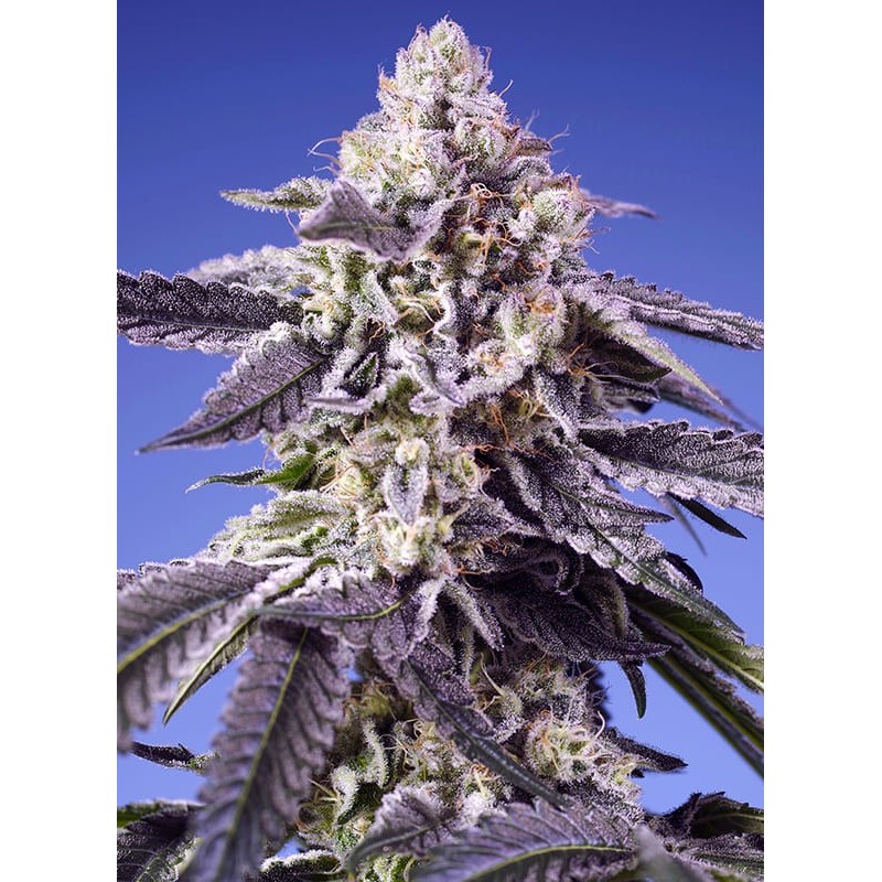 PERMANENT JEALOUSY XL AUTO · Sweet Seeds · sementes de maconha · AutoFem