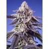 PERMANENT JEALOUSY XL AUTO · Sweet Seeds · sementes de maconha · AutoFem