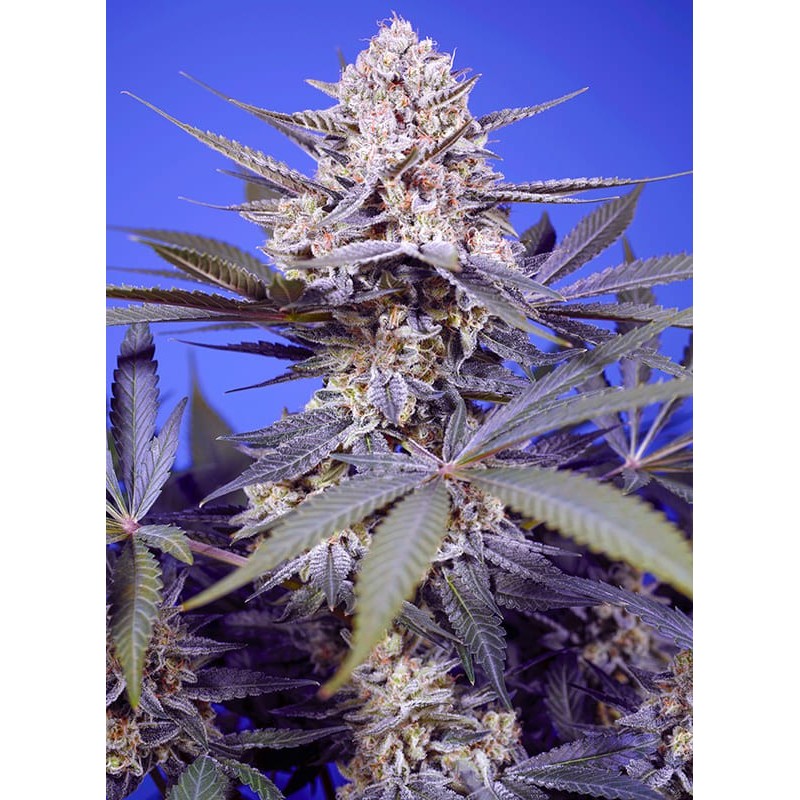 PINEAPPLE SLUSH XL AUTO · Sweet Seeds · sementes de maconha · AutoFem