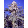 PINEAPPLE SLUSH XL AUTO · Sweet Seeds · sementes de maconha · AutoFem