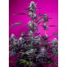 STUDIO 54 STARDUST AUTO · Sweet Seeds · sementes de maconha · AutoFem