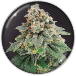 BLUE HELL CBD · Medical...