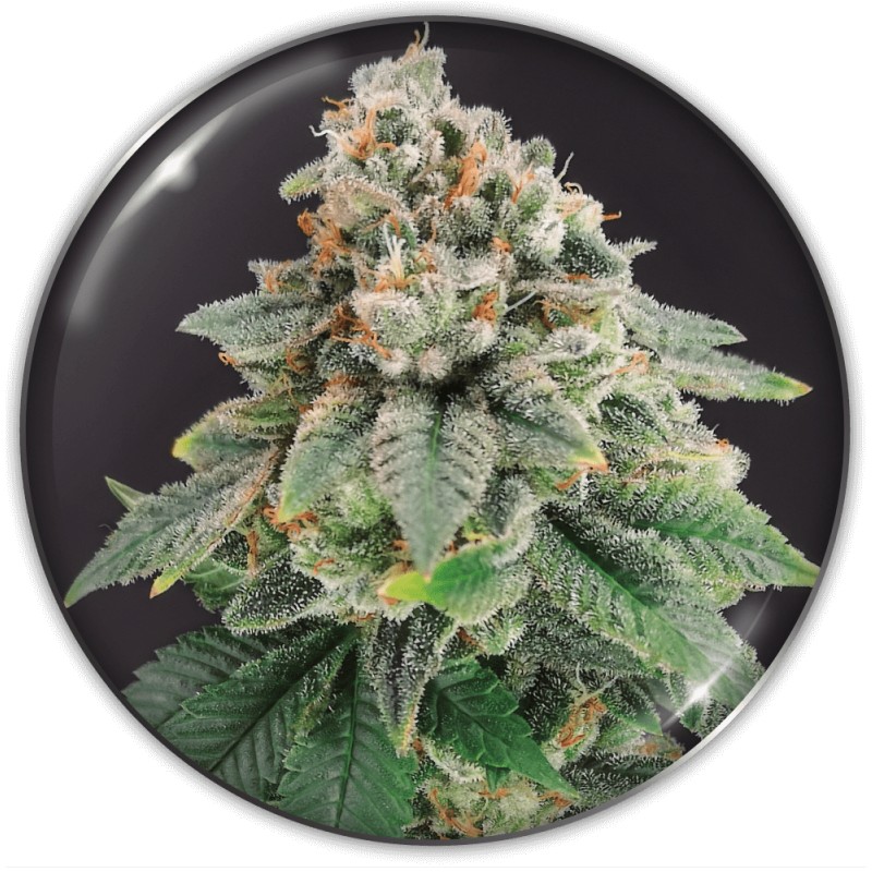 BLUE HELL CBD · Medical Seeds · kenevir tohum · Disi · Fem