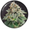 BLUE HELL CBD · Medical Seeds · sementes de maconha · Fem