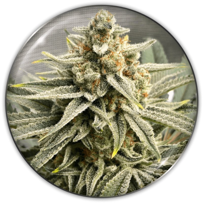 GRAPE FUEL · Medical Seeds · kaufen cannabis samen · Fem
