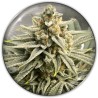 GRAPE FUEL · Medical Seeds · kaufen cannabis samen · Fem