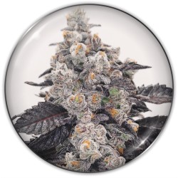 PINK SHERBERT · Medical...