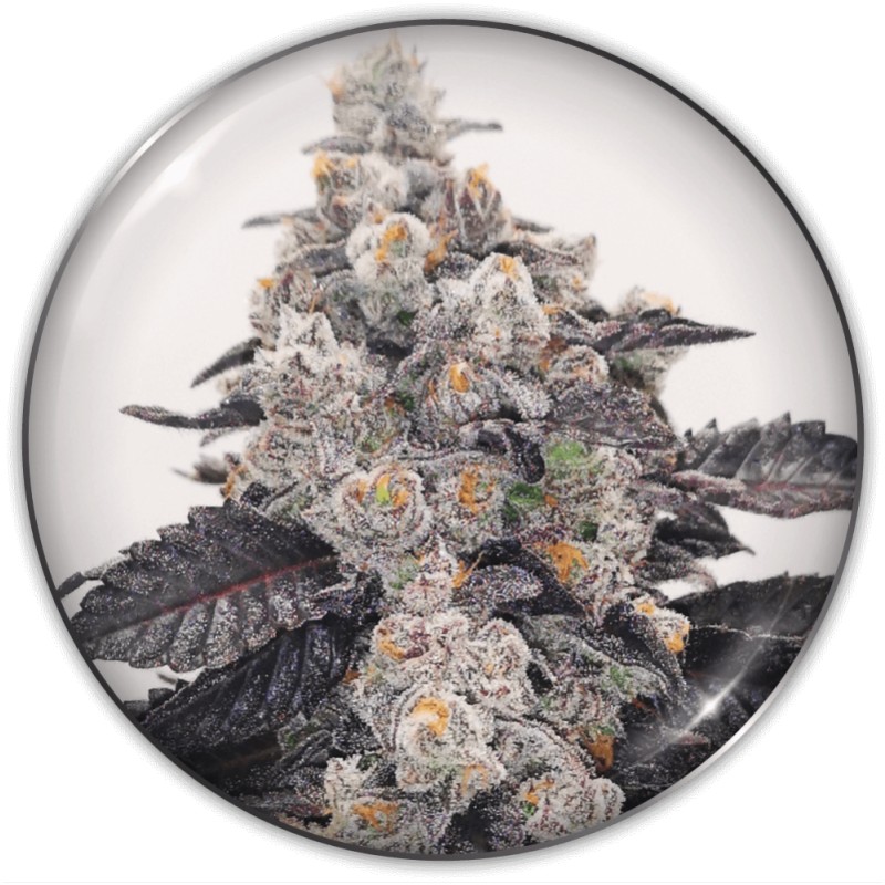 PINK SHERBERT · Medical Seeds · kenevir tohum · Disi · Fem