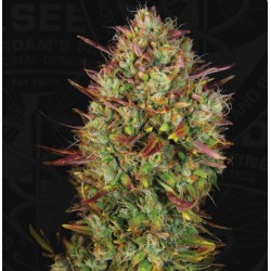 AUTO MK-ULTRA  · TH Seeds ·...
