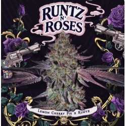 RUNTZ N´ROSES · TH Seeds ·...