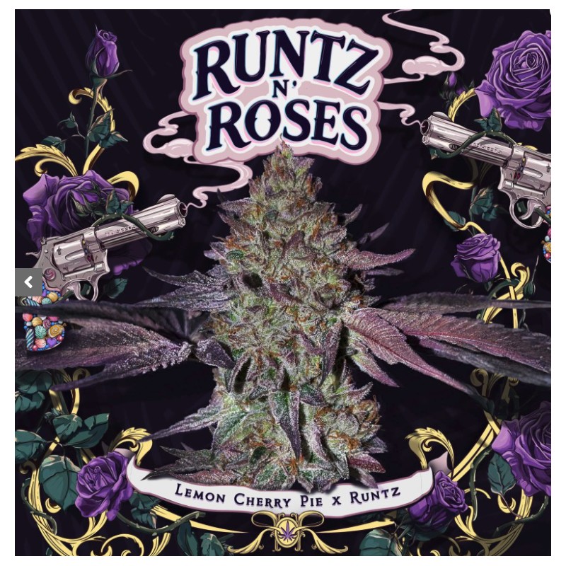 RUNTZ N´ROSES · TH Seeds · kenevir tohum · Disi · Fem