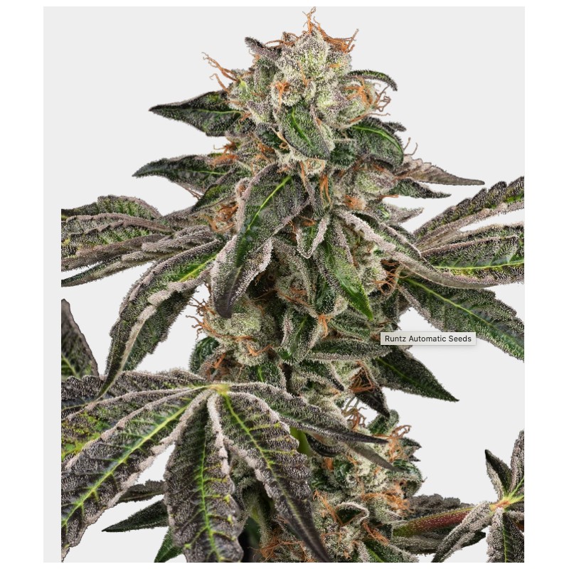 RUNTZ AUTO · White Label Seeds · semillas de marihuana · AutoFem