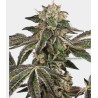 RUNTZ AUTO · White Label  Seeds · graines de cannabis · AutoFem