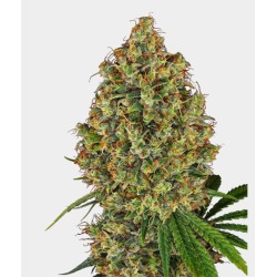 AK 420 FEMINIZADA · White...